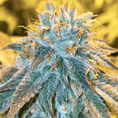 Close-up view of an Orange Octane (R) cannabis bud covered in crystalline trichomes under bright lighting.