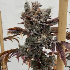 A close-up of a mature Babycakes (F) cannabis plant with dense, trichome-covered buds and purple-tinted leaves.