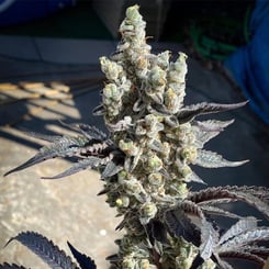 Close-up of a mature cannabis plant with dense, trichome-covered buds and dark, serrated leaves under direct sunlight, revealing the intricate details that form a beautiful mosaic.