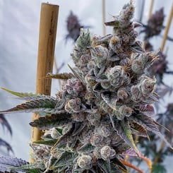 Close-up of a blossoming cannabis plant with dense clusters of trichome-covered buds and dark green leaves, supported by bamboo stakes—a scene straight out of a Creature Panic (F) fantasy.