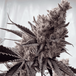 Close-up of a mature Miami Mami (F) cannabis plant with densely packed, frosty buds and spiky, dark green leaves. The background is blurred, highlighting the plant's detailed texture and trichomes.