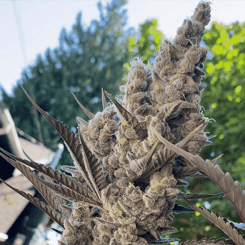 Close-up of a cannabis plant in full bloom with dense, fuzzy NFSHEEESH (F) buds and pointed leaves, set against a backdrop of green trees and a partly cloudy sky.