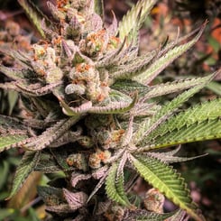 Close-up of a cannabis plant with dense, frosty buds and a mixture of green and orange hairs, surrounded by green, serrated leaves. This strain, named "The Get Down®," is a visual delight for any enthusiast.