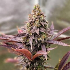 Ethos Genetics Punchberry Cookies