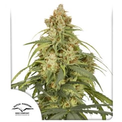 A dense cannabis plant with thick clusters of buds and green serrated leaves, featured in the promotional image of Dutch Passion Seed Company's CBD-Victory Auto.