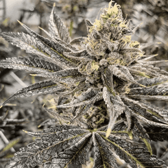 A close-up view of a mature cannabis plant, showing dense buds and leaves covered in GREAM (F)-like trichomes.