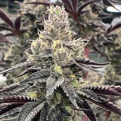 Close-up of a mature Luv Muffin (F) cannabis plant with dense, resin-covered buds and dark purple leaves, set against a blurred background of similar plants.