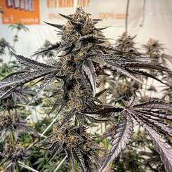 Close-up of a mature Purple Marmalade (F) cannabis plant with dense, dark purple buds and frosty trichomes, surrounded by several other Purple Marmalade (F) plants in the background.