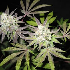 Close-up of a cannabis plant with large buds, displaying its distinctive serrated leaves covered in white trichomes, reminiscent of a dusting on Tiramisu (F).