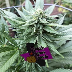 Purple Caper Apple Runtz Cake Auto