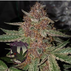 Close-up image of a cannabis plant with dense buds and trichomes. A "Purple Caper Seeds" logo is displayed at the bottom left corner, featuring a cannabis leaf inside a purple circle. This strain, Black Runtz Cake Auto (F), showcases the exquisite quality and genetic prowess of their offerings.