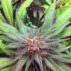 Close-up view of a cannabis plant with green and purple leaves, and a central purple bud. The "Purple Caper Seeds" logo with a cannabis leaf and a red star is superimposed in the center, highlighting the Forum Runtz Cake Auto (F) variety.