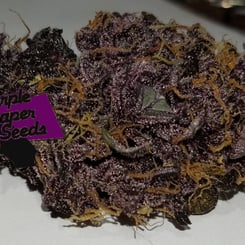 A close-up image of a dark purple cannabis bud with orange hairs, featuring the Purple Caper Seeds logo on the left side, showcases the exquisite Grape Runtz Cake Auto (F).