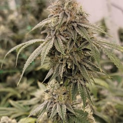 Close-up of a mature Zweet Chem (R) cannabis plant with dense buds coated in trichomes, surrounded by green leaves. Other cannabis plants are blurred in the background.