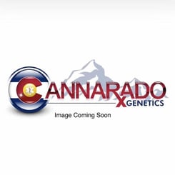 Logo for Macintosh Meds (F) with text "Image Coming Soon" and a mountainous background. The logo includes a stylized "C" featuring the Colorado state flag, reminiscent of the quality and innovation that Cannarado Genetics shares with Macintosh Meds (F).