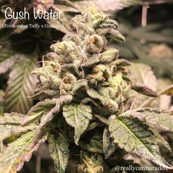 Close-up image of a cannabis plant labeled "Gush Water (F)" with the strain details "Freshwater Taffy x Gushers". The plant has dense, frosty trichomes and green leaves. The Instagram handle @reallycannarado is visible.