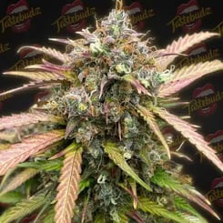 Close-up of a Bubble Runtz Auto cannabis plant with colorful, frosty buds and a dark background featuring repeating Tastebudz logos. The plant has a mix of green, purple, and orange hues.