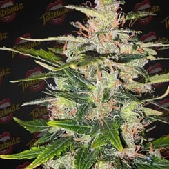 Close-up of a Peanut Butter Cookies Auto cannabis plant with green leaves, covered in white trichomes and orange hairs against a dark background with "Tastebudz" logos.