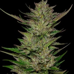 Don Carlos Humboldt Sour Diesel