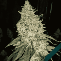 A close-up of a mature Grandpa's Stash R2 (F) cannabis plant with dense, frosty buds and prominent leaves. The background is dark, highlighting the plant.