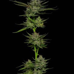 A tall Sour Apple Auto with multiple dense clusters of buds and dark green leaves against a black background.