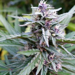 Close-up of a mature cannabis plant with purple-hued buds, frosty trichomes, and green leaves, reminiscent of the vibrant Hi-biscus (F) flower.