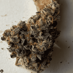 Close-up of a single dried Infidelity OG (R) cannabis bud on a white surface. The bud is covered in trichomes and has a mix of green and brownish hues.