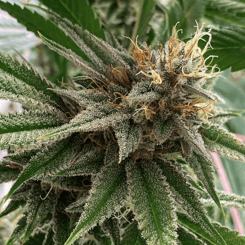 Close-up of a mature cannabis plant with dense buds covered in trichomes and orange pistils, resembling the texture of Mammary Loss (R). Green leaves surround the bud, indicating healthy growth.