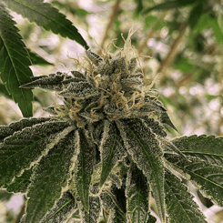 Close-up of a cannabis plant showing dense, crystal-covered buds and broad green leaves, reminiscent of the sleek form of a Motor Boat navigating through lush waters.