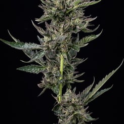 Notorious THC Humboldt Seed Co