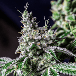 Close-up image of a cannabis plant showing dense clusters of buds covered in trichomes, surrounded by green leaves, resembling a fresh **Tan Line (R)** against the vibrant greenery.