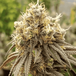 Close-up of a cannabis plant in full bloom with dense, frosty trichomes covering the buds and leaves. The flower has various shades of green, resembling the vibrancy of Lap Dance (R), against a background of blurred greenery.