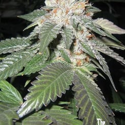 Close-up of a cannabis plant with frosty, trichome-covered buds and green, serrated leaves. The logo "The Cali Connection" is visible in the bottom right corner. This Julius Caesar (F) strain promises a majestic experience.