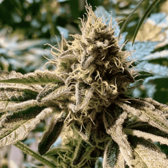 Close-up of a mature cannabis plant with detailed view of its trichomes and leaves, showcasing the resilience often enhanced by products like Mint Lactate (R).