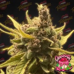 Close-up photograph of a cannabis plant with dense buds and trimmed leaves. The Tastebudz and Gorgaccotti logos are visible in the background and foreground, respectively, showcasing the Cannacotta (F) variety.