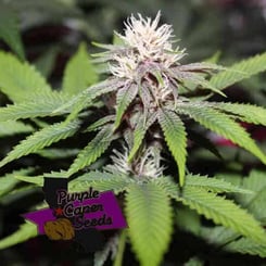 Purple Caper Seeds Forbidden Zkittlez