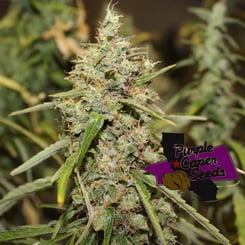 Close-up of a mature cannabis plant bud with green leaves and trichomes. A logo that reads "Purple Caper Seeds" is next to the plant, highlighting the exceptional quality of Luxor's Durban Bread (R).