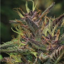 Close-up of a flowering cannabis plant with purple-hued buds and white trichomes, part of the Grow Your Own Garden Multipack. The leaves are green with orange pistils.