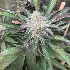 Close-up of a cannabis plant with green and purple leaves, centering on the flowering bud, showcasing the unique characteristics of Alien Wedding (R).