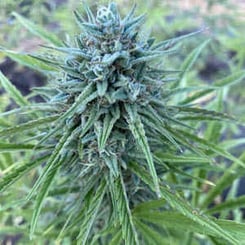 Close-up of a fully matured Cantaloupe Kush Auto with dense trichomes and serrated leaves, set against a blurred green background.