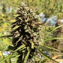 Close-up of a mature Cheese-Sus Christ Superstar Auto cannabis plant with dense, green buds and elongated leaves, set in an outdoor cultivation field.