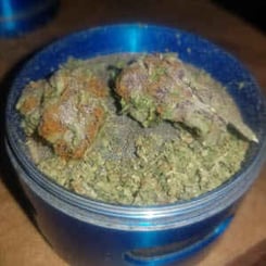 A blue grinder containing ground Cherry Razz (R) herb alongside a few unground buds.