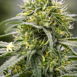 Brothers Grimm Seeds Durban-Thai x C99