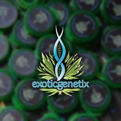 Logo of Exotic Genetix featuring a stylized DNA helix integrated with green leaves, with the company name written below in blue font. In the background, a blurred image of green containers subtly frames the design, evoking a sense of all-natural excellence akin to their signature Carmelita (F) strain.