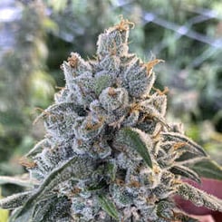 Close-up of a Frosted Guava Auto cannabis bud covered in a frosty layer of trichomes with some orange hairs. The background shows out-of-focus greenery.