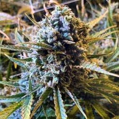 A close-up of a mature Frosted Watermelon Auto cannabis plant with dense, trichome-covered buds and narrow, pointed leaves.