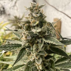 Close-up image of a mature Kushy Chem Auto plant with green leaves and frosty, trichome-covered buds, situated outdoors.