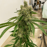 A close-up view of a mature Lemon Drip (R) cannabis plant with dense clusters of buds and green leaves in an indoor cultivation facility.