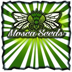 Logo of Mosca Seeds featuring a stylized green and white fly with outstretched wings on a green and white radial striped background. The text below the fly reads "Mosca Seeds.