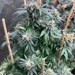 Close-up of a Midnight Special (R) cannabis plant with dense, green foliage and budding flowers, supported by wooden stakes.